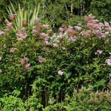 FILIPENDULA VENUSTA