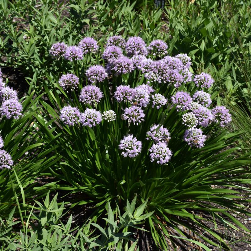 ALLIUM SUMMER PEEK-A-BOO