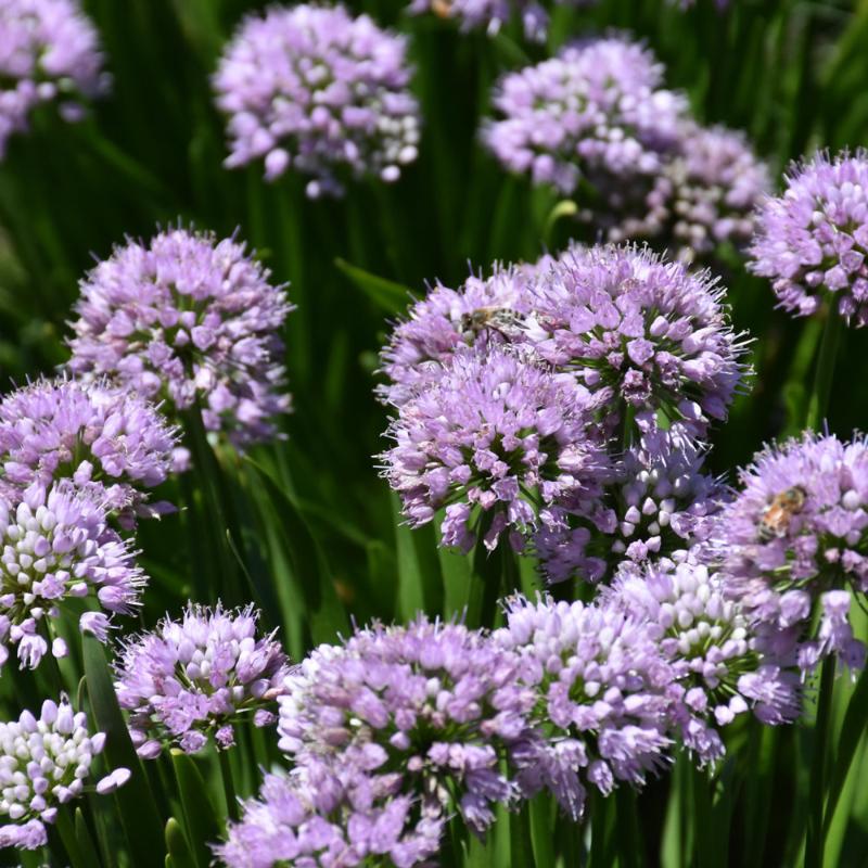 ALLIUM SUMMER PEEK-A-BOO