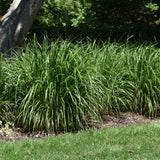 CALAMAGROSTIS BRACHYTRICHA