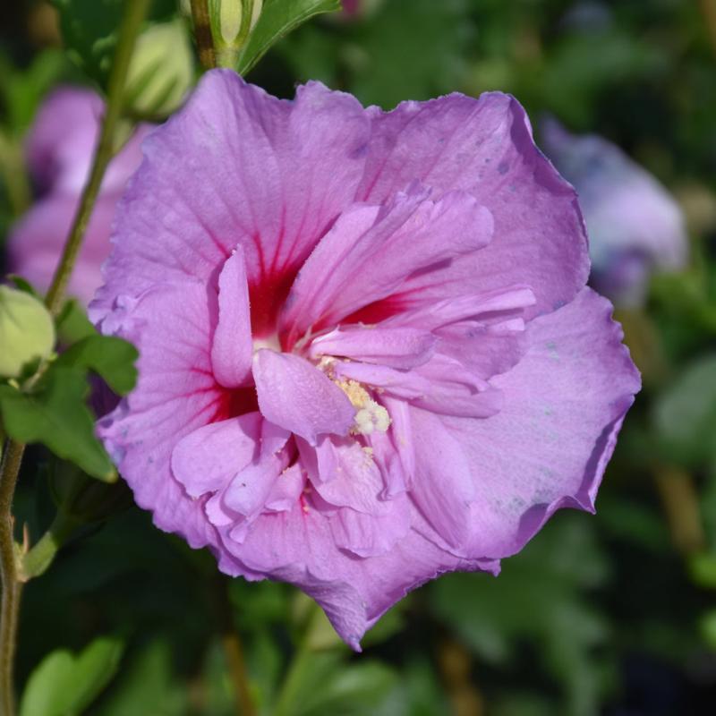 ROSE OF SHARON LAVENDER CHIFFON