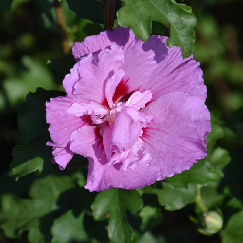 ROSE OF SHARON TAHITI