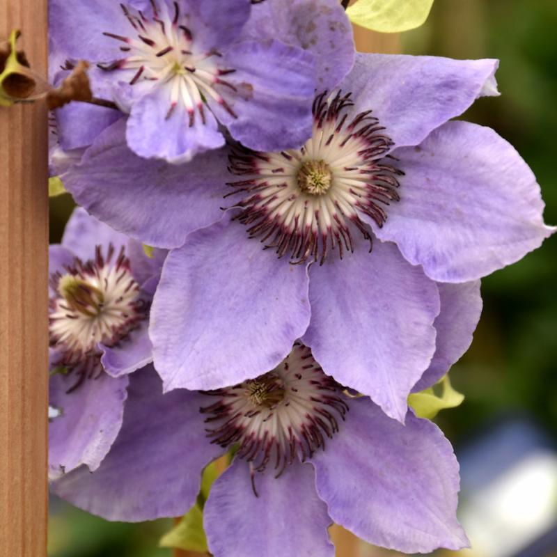 CLEMATIS STILL WATERS