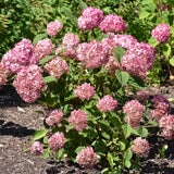 HYDRANGEA INVINCIBELLE RUBY