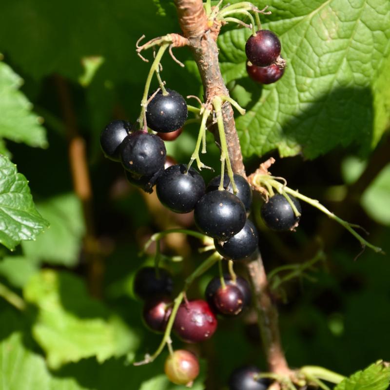 CURRANT CONSORT