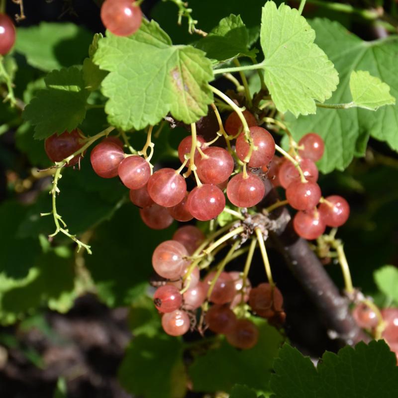 CURRANT PINK CHAMPAGNE