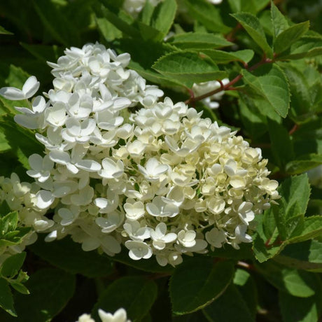 HYDRANGEA BOMBSHELL