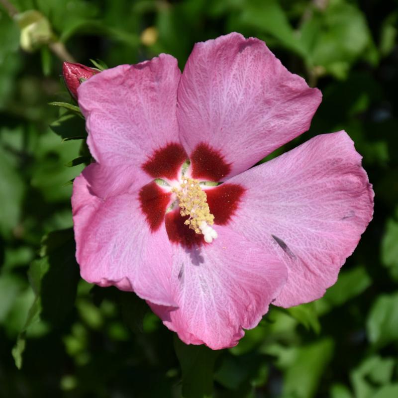 ROSE OF SHARON SHOWTIME