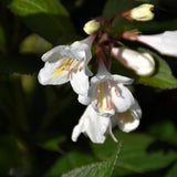 WEIGELA TUXEDO