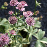 ASTRANTIA VANILLA GORILLA