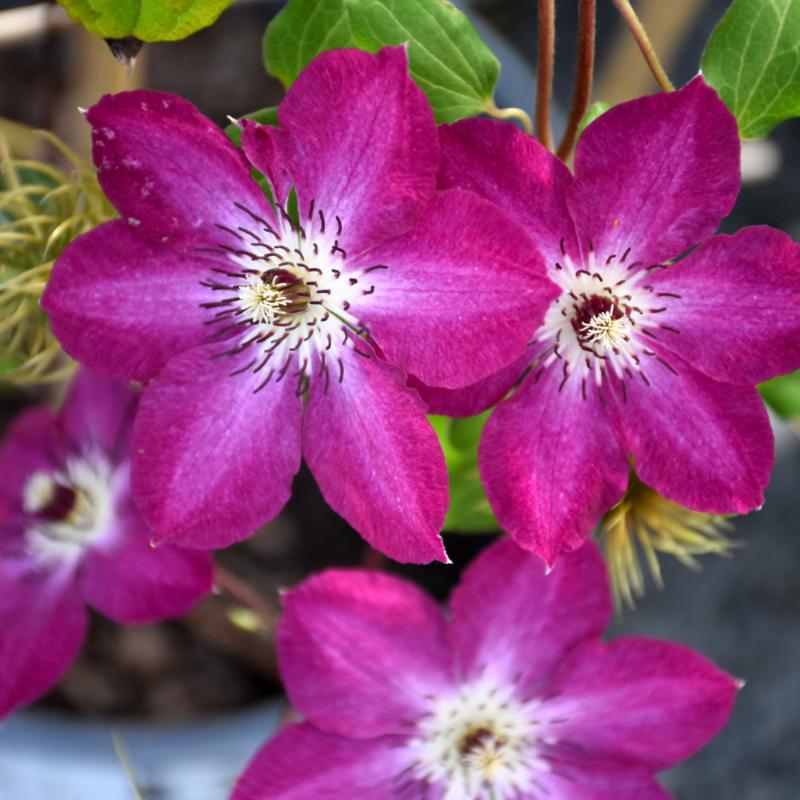 CLEMATIS VIVA POLONIA