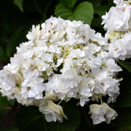 HYDRANGEA WEDDING GOWN