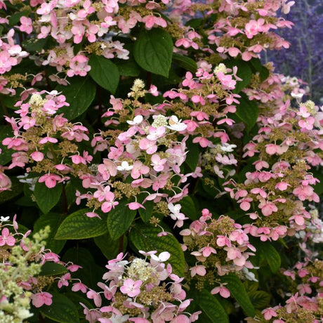 HYDRANGEA QUICK FIRE