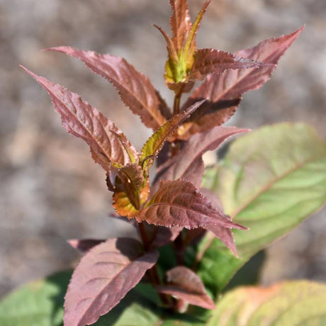 HONEYSUCKLE KODIAK RED