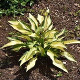 HOSTA HAPPY DAYZ