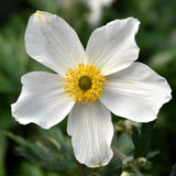 ANEMONE WILD SWAN