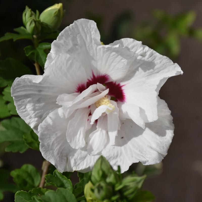 ROSE OF SHARON BALI