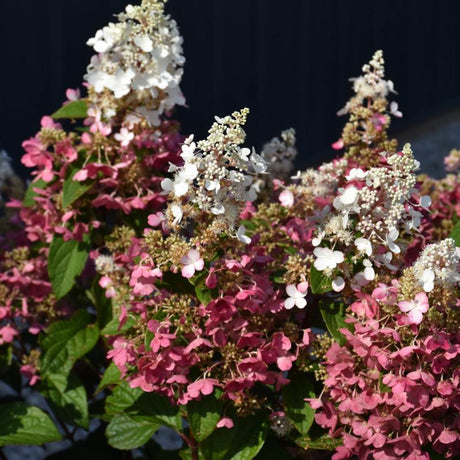 HYDRANGEA PINKY WINKY