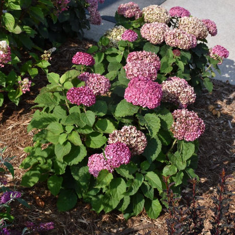 HYDRANGEA INVINCIBELLE MINI MAUVETTE