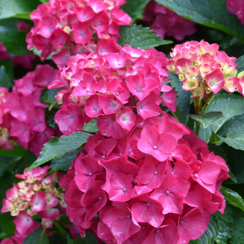 HYDRANGEA CITY LINE PARIS