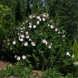 ROSE OF SHARON PINK CHIFFON