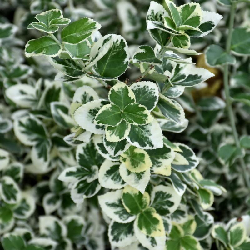 EUONYMUS WHITE ALBUM