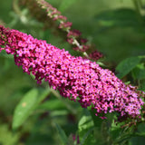 BUDDLEIA MISS MOLLY