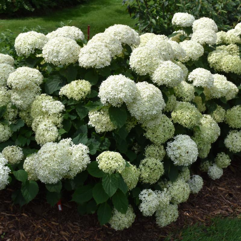 HYDRANGEA INVINCIBELLE LIMETTA