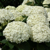 HYDRANGEA INVINCIBELLE LIMETTA