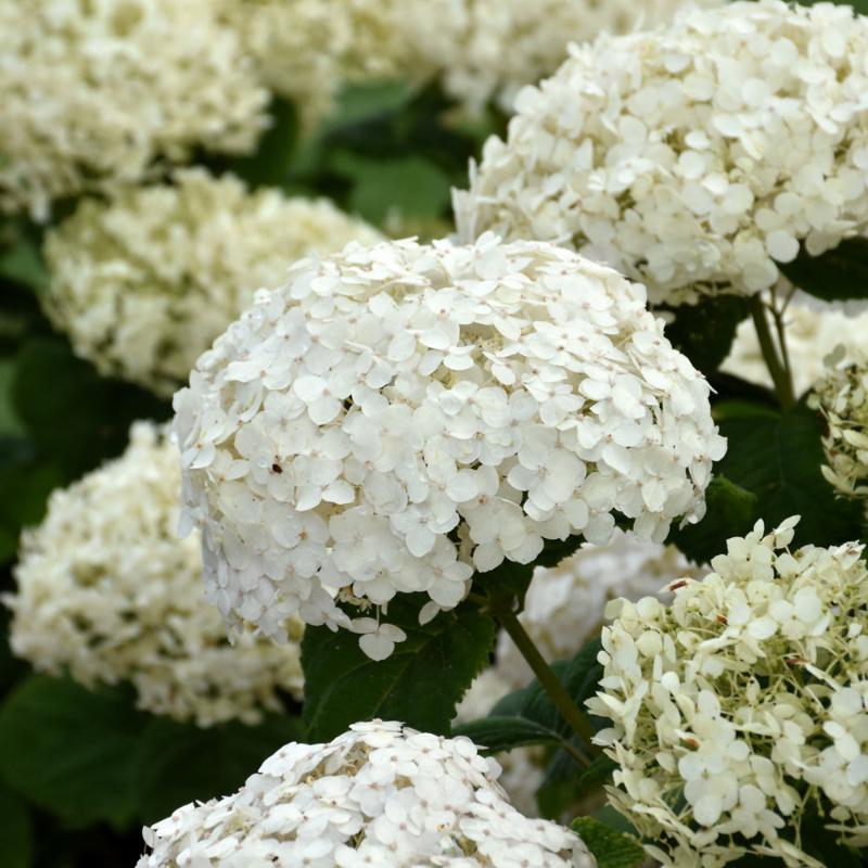 HYDRANGEA INVINCIBELLE WEE WHITE