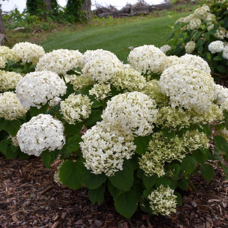 HYDRANGEA INVINCIBELLE WEE WHITE