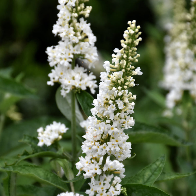 BUDDLEIA MISS PEARL