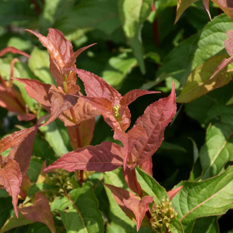 HONEYSUCKLE KODIAK ORANGE