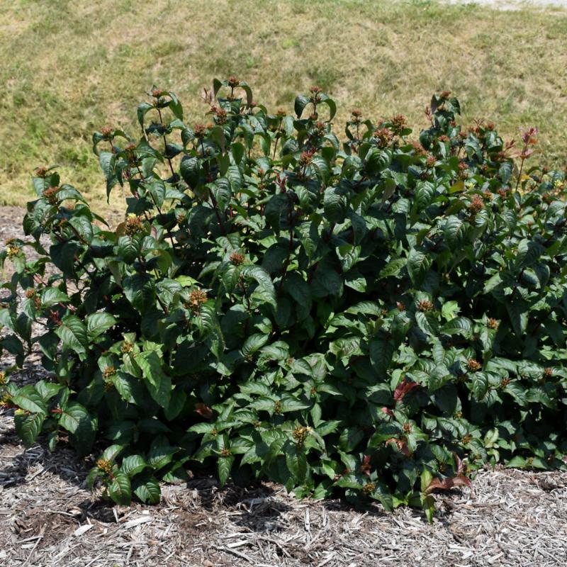 HONEYSUCKLE KODIAK BLACK