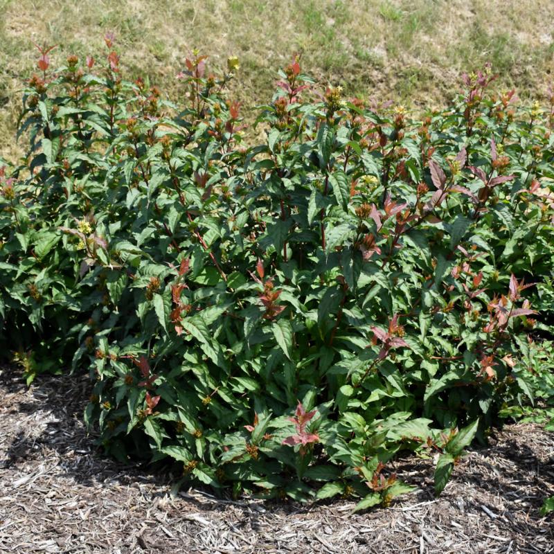 HONEYSUCKLE KODIAK RED