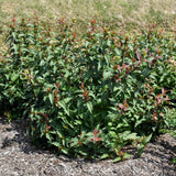 HONEYSUCKLE KODIAK RED