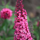 BUDDLEIA MONARCH PRINCE CHARMING