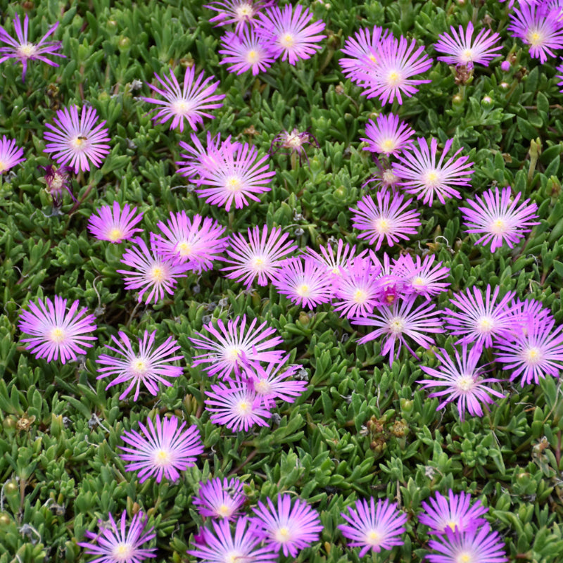 DELOSPERMA TABLE MOUNTAIN