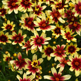 COREOPSIS RED CHIFFON