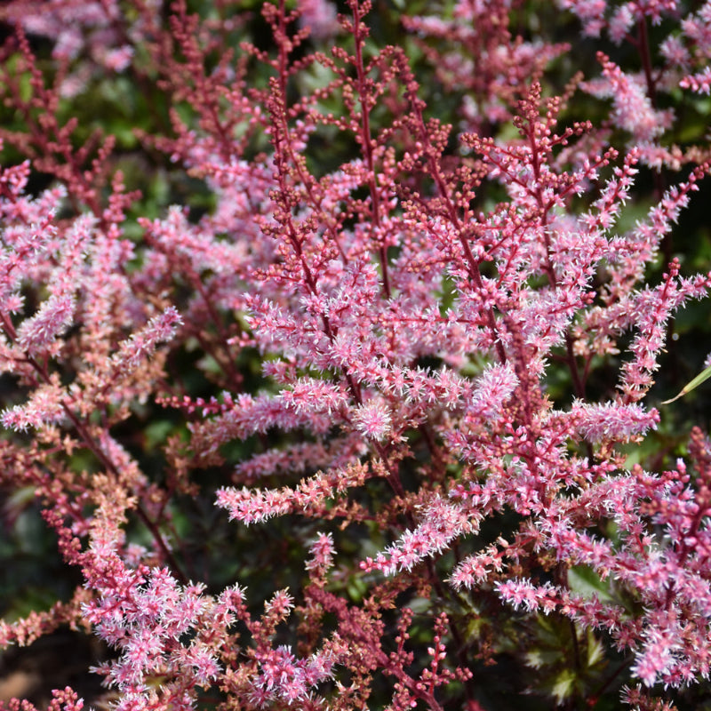 ASTILBE DELFT LACE