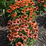 ECHINACEA SOMBRERO ADOBE ORANGE