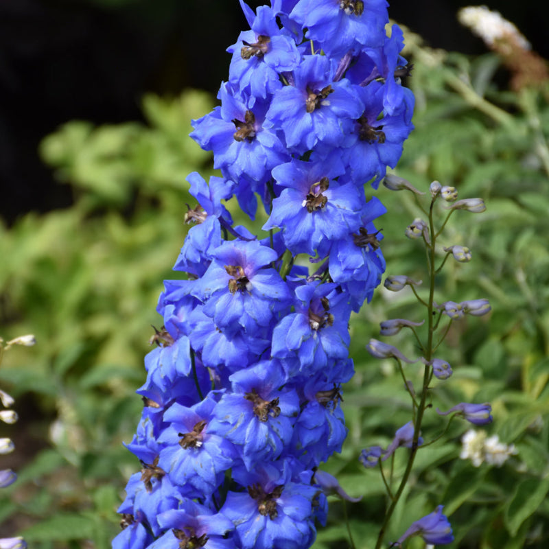 DELPHINIUM MILLION DOLLAR BLUE