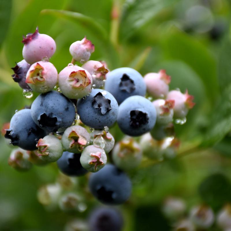 BLUEBERRY TOP HAT