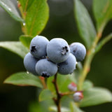 BLUEBERRY NORTHSKY