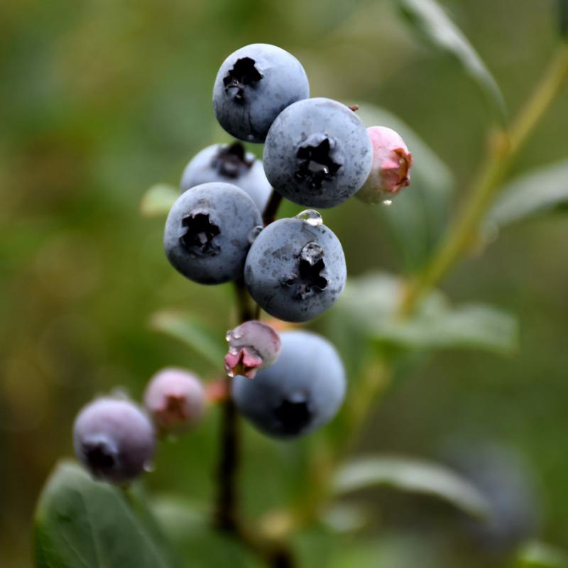 BLUEBERRY SAINT CLOUD