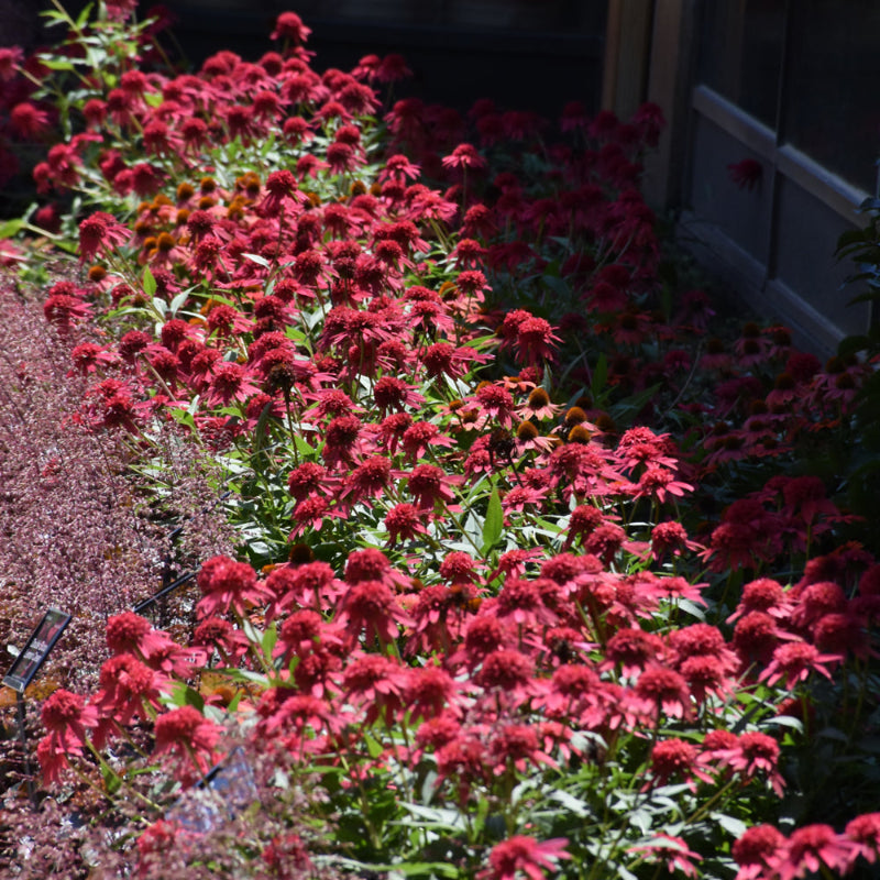 ECHINACEA DOUBLE SCOOP RASPBERRY