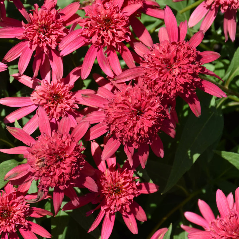 ECHINACEA DOUBLE SCOOP RASPBERRY