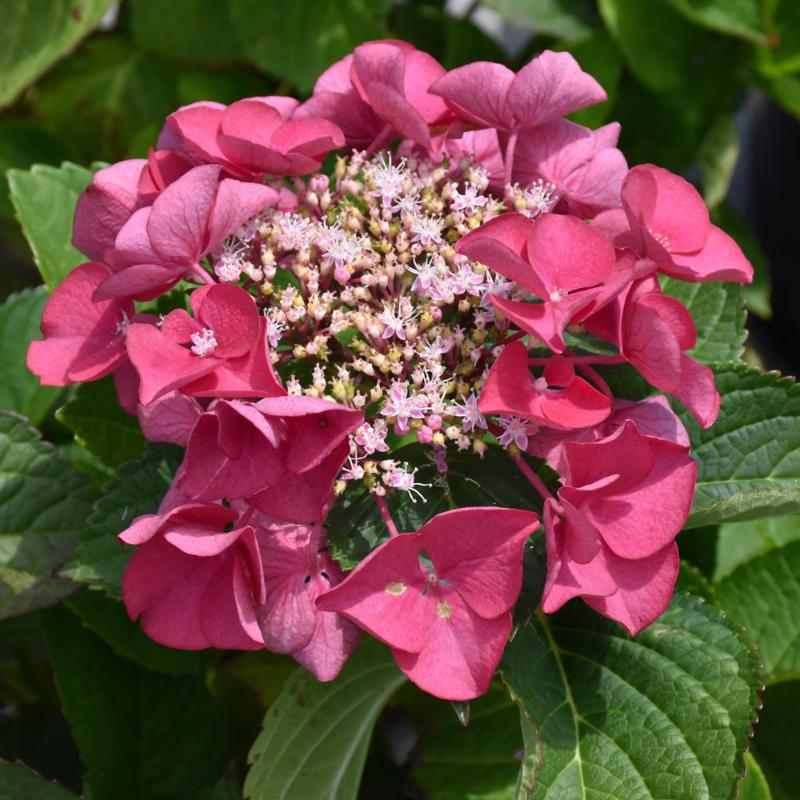 HYDRANGEA CHERRY EXPLOSION