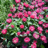 MONARDA BALMY ROSE