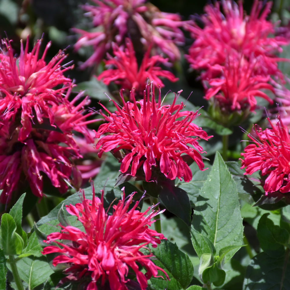 MONARDA BALMY ROSE